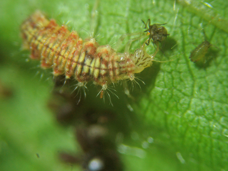 Larve Chrysopidia ciliata e Chrysopa viridana